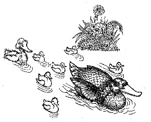 El patito feo